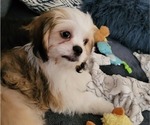 Small Photo #2 Cava-Tzu Puppy For Sale in COLLEGE PLACE, WA, USA