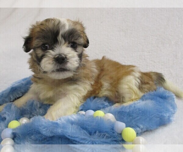 Medium Photo #2 Zuchon Puppy For Sale in THORP, WI, USA