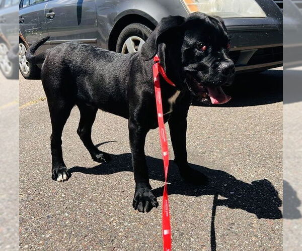 Medium Photo #4 Mastiff-Unknown Mix Puppy For Sale in Princeton, MN, USA
