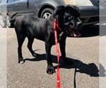 Small #3 Mastiff Mix