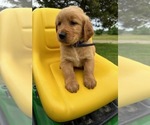Puppy AKC Ray Golden Retriever