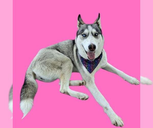 Medium Photo #1 Siberian Husky Puppy For Sale in Bakersfield, CA, USA