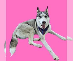 Siberian Husky Dogs for adoption in Bakersfield, CA, USA