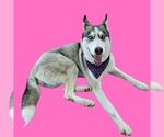 Small Siberian Husky