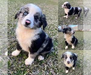 Miniature Australian Shepherd Puppy for sale in BROOKER, FL, USA