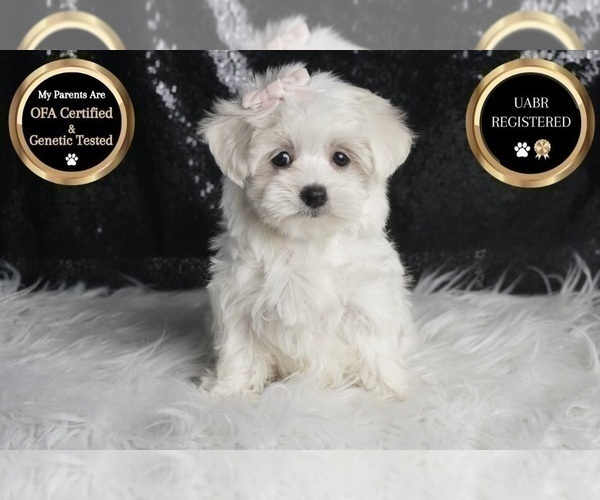 Medium Photo #100 Maltese Puppy For Sale in WARSAW, IN, USA
