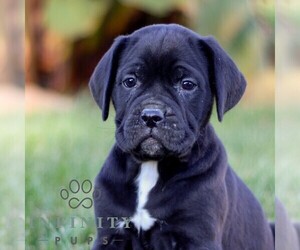 Cane Corso Puppy for sale in NARVON, PA, USA