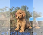 Small Photo #12 Labradoodle Puppy For Sale in PORTERVILLE, CA, USA