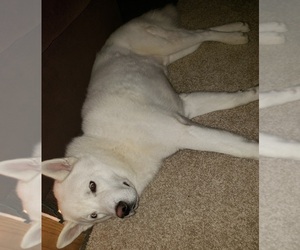 Father of the German Shepherd Dog-Siberian Husky Mix puppies born on 09/09/2025