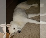 Small Photo #1 German Shepherd Dog-Siberian Husky Mix Puppy For Sale in HOLTON, MI, USA