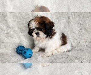 Shih Tzu Puppy for sale in DECATUR, GA, USA
