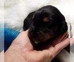 Small Photo #3 Doodleman Pinscher Puppy For Sale in SUNRISE BEACH, MO, USA