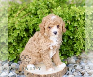 Cavapoo Puppy for sale in BIRD IN HAND, PA, USA