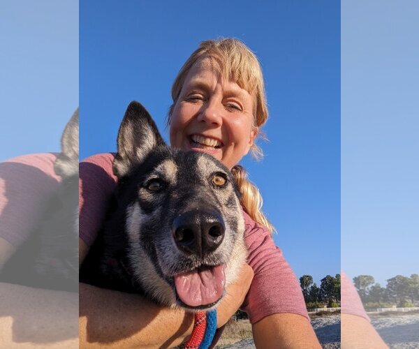 Medium Photo #2 Huskies -Unknown Mix Puppy For Sale in  Ramona, CA, USA