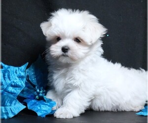 Maltese Puppy for sale in ROCK VALLEY, IA, USA