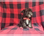 Small #4 Schnauzer (Miniature)