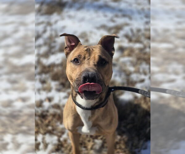 Medium Photo #4 Mutt Puppy For Sale in Glen Allen, VA, USA