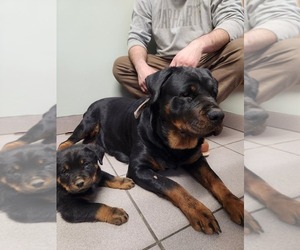 Mother of the Rottweiler puppies born on 01/06/2023