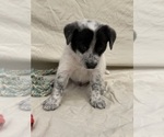 Puppy Puppy 2 Bandit Bernedoodle-Miniature Australian Shepherd Mix