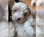 Puppy 1 Zuchon