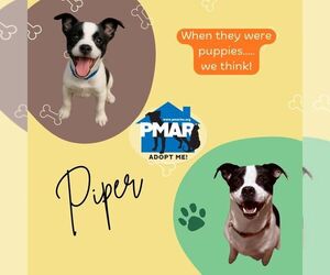 Piper - Female Mutt Dog for Adoption - Photo #3