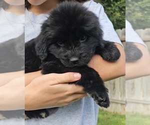 Medium Newfoundland