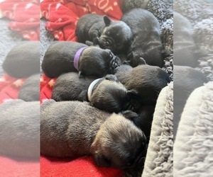 Pug Litter for sale in BLOOMINGTON, IL, USA