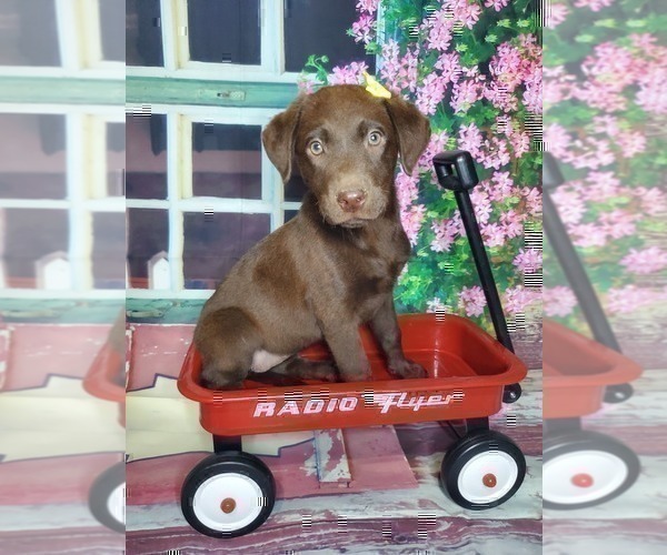 Medium Photo #1 Labrador Retriever Puppy For Sale in GOSHEN, IN, USA