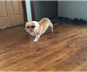Pembroke Welsh Corgi Puppy for sale in MOUNT PLEASANT, MI, USA