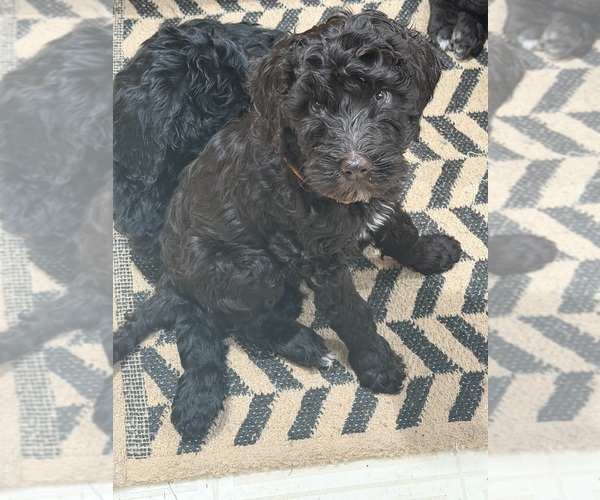 Medium Photo #10 Goldendoodle mix (+ Poodle Standard) Puppy For Sale in SOUTH BEND, IN, USA