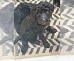 Litter of 10 - Male(s) and Female(s) Goldendoodle mix (+ Poodle Standard)Litter of Puppies for Sale - Photo #10