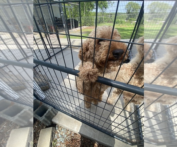 Medium Photo #3 Goldendoodle (Miniature) Puppy For Sale in ALBEMARLE, NC, USA
