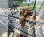 Litter of 2 - Male(s) and Female(s) Goldendoodle (Miniature)Litter of Puppies for Sale - Photo #3