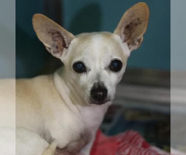 Medium Photo #1 Chihuahua Puppy For Sale in San Antonio, TX, USA