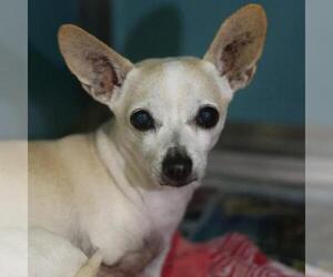 Chihuahua Dogs for adoption in San Antonio, TX, USA