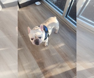 French Bulldog Puppy for sale in FT MYERS, FL, USA
