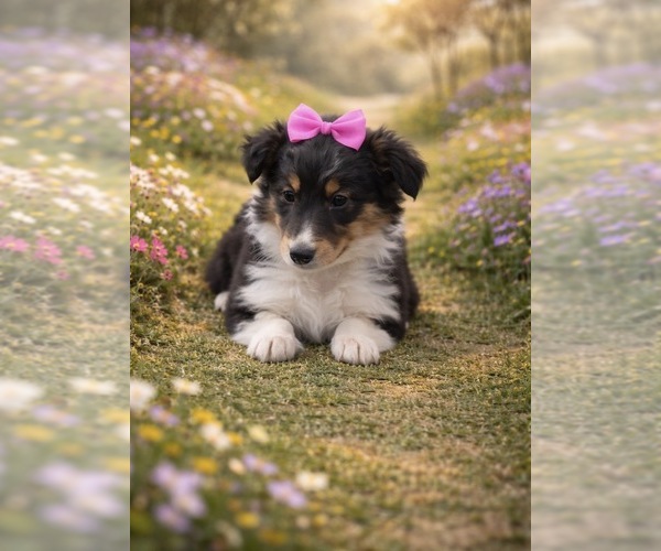 Medium Photo #1 Shetland Sheepdog Puppy For Sale in RIPLEY, MS, USA