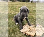 Small #1 Great Dane
