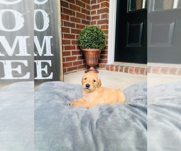 Medium Photo #6 Golden Retriever Puppy For Sale in VALDOSTA, GA, USA