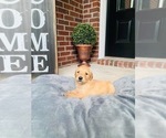 Small Photo #6 Golden Retriever Puppy For Sale in VALDOSTA, GA, USA