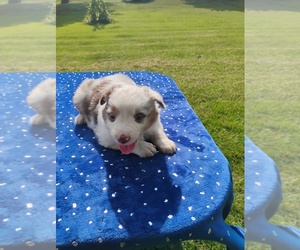 Miniature American Shepherd Puppy for sale in MONTGOMERY CITY, MO, USA