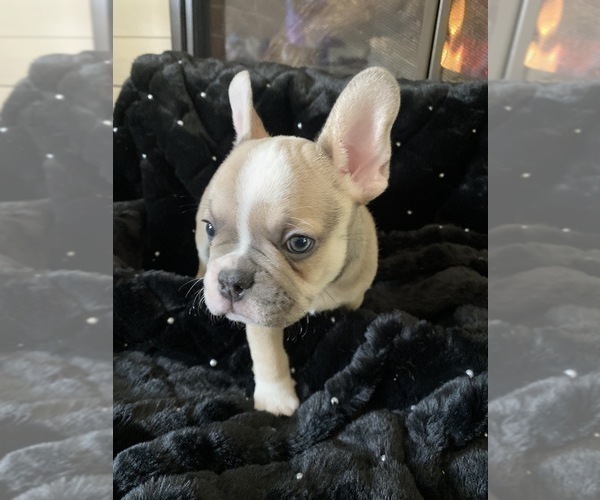 Medium Photo #6 French Bulldog Puppy For Sale in KENDALL PARK, NJ, USA