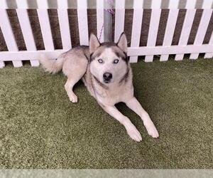 Siberian Husky Dogs for adoption in Modesto, CA, USA