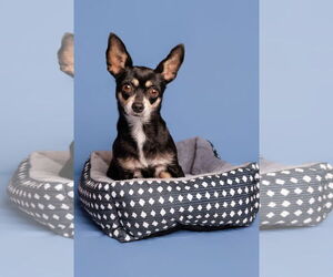 Chihuahua-Unknown Mix Dogs for adoption in McKinney, TX, USA