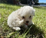 Small Photo #20 Bichpoo Puppy For Sale in MELROSE, FL, USA