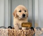 Puppy Bailey Golden Retriever