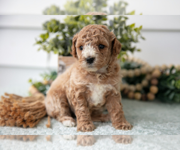Medium Photo #2 Poodle (Miniature) Puppy For Sale in FARWELL, MI, USA