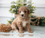 Small #1 Poodle (Miniature)