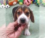 Small #5 Beagle