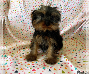 Yorkshire Terrier Puppy for sale in AMSTERDAM, MO, USA